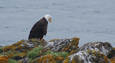 Bald eagle slumping. Photo by Alex Shapiro.